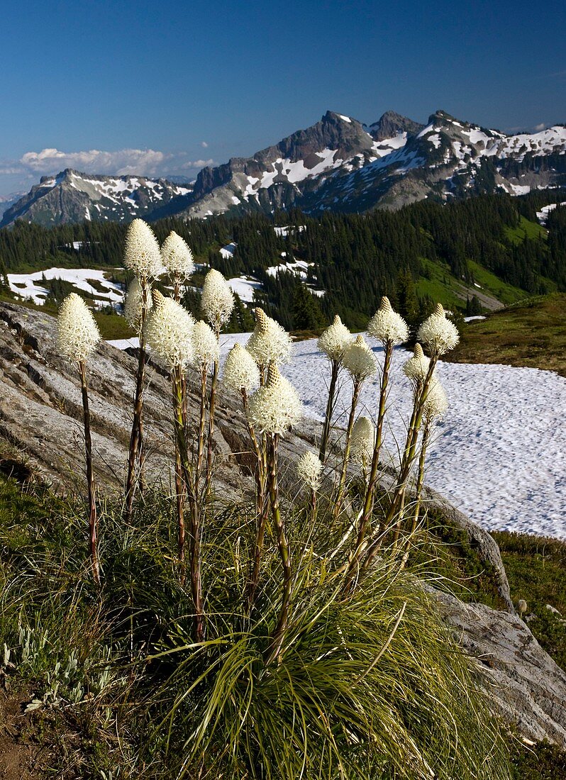 Bear grass (Xerophyllum tenax)