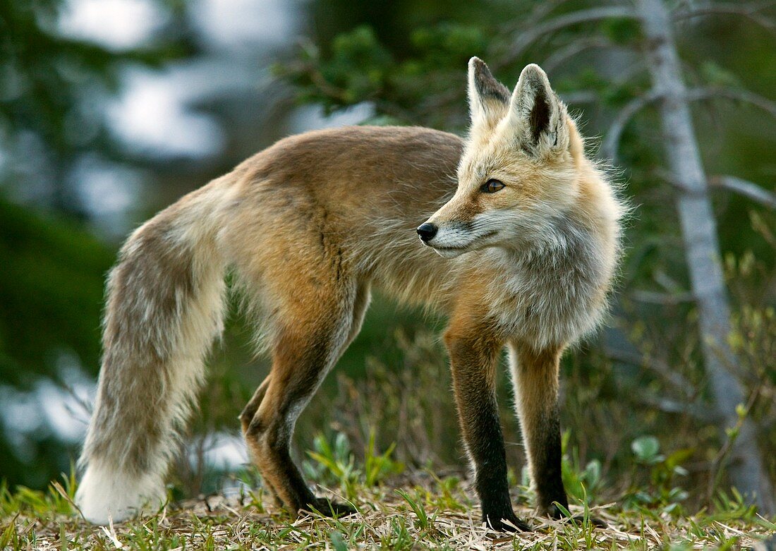 Cascade red fox