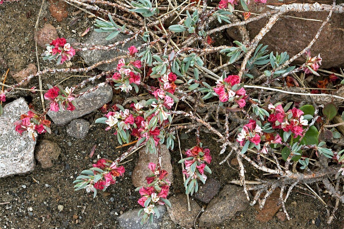 Shasta knotweed (Polygonum shastense)