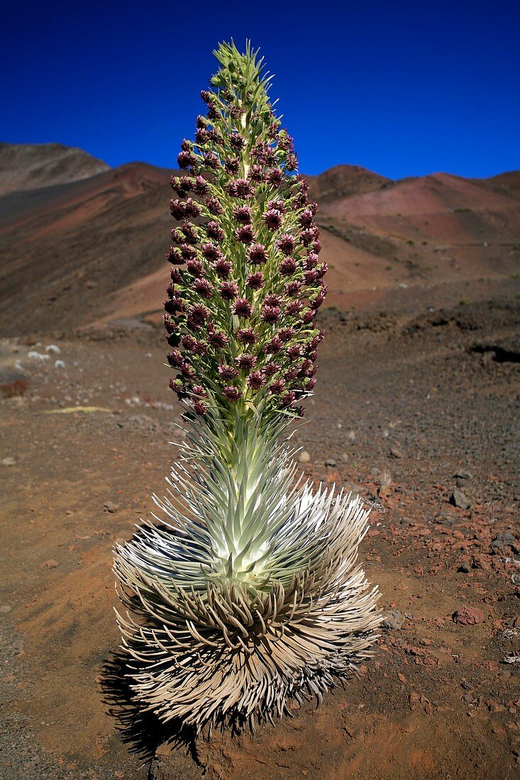 Argyroxiphium sandwicense macrocephalum