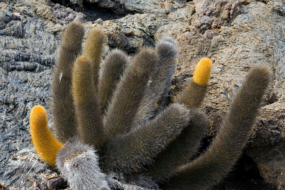 Lava cactus (Brachycereus nesioticus)