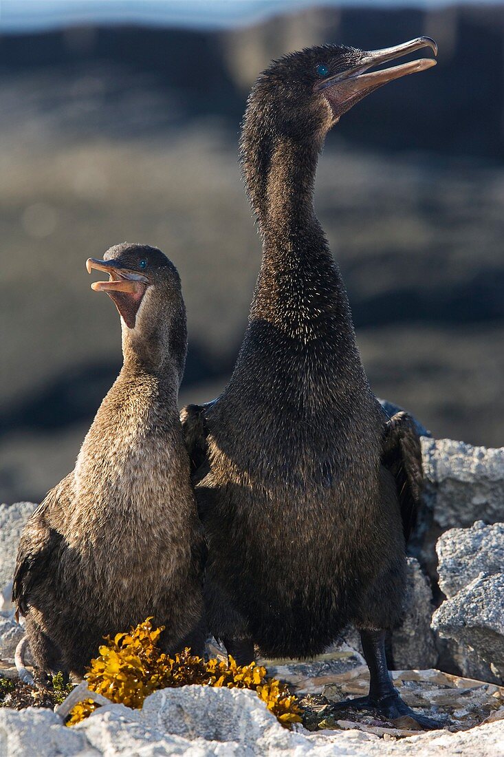 Flightless cormorant male and female