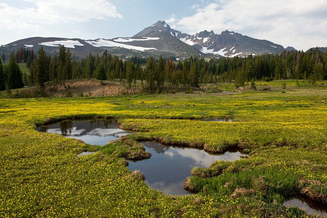 Mountain meadow