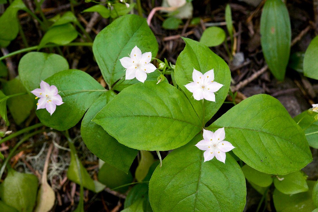 Starflower (Trientalis latifolia)