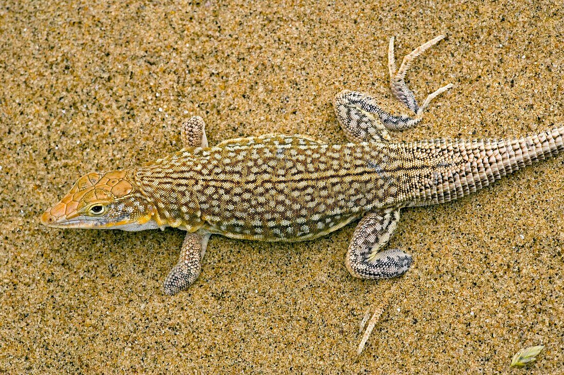 Sand-diver lizard