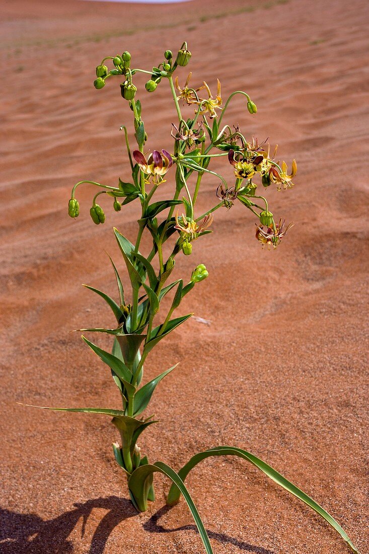Namib lily (Hexacyrtis dickiana)