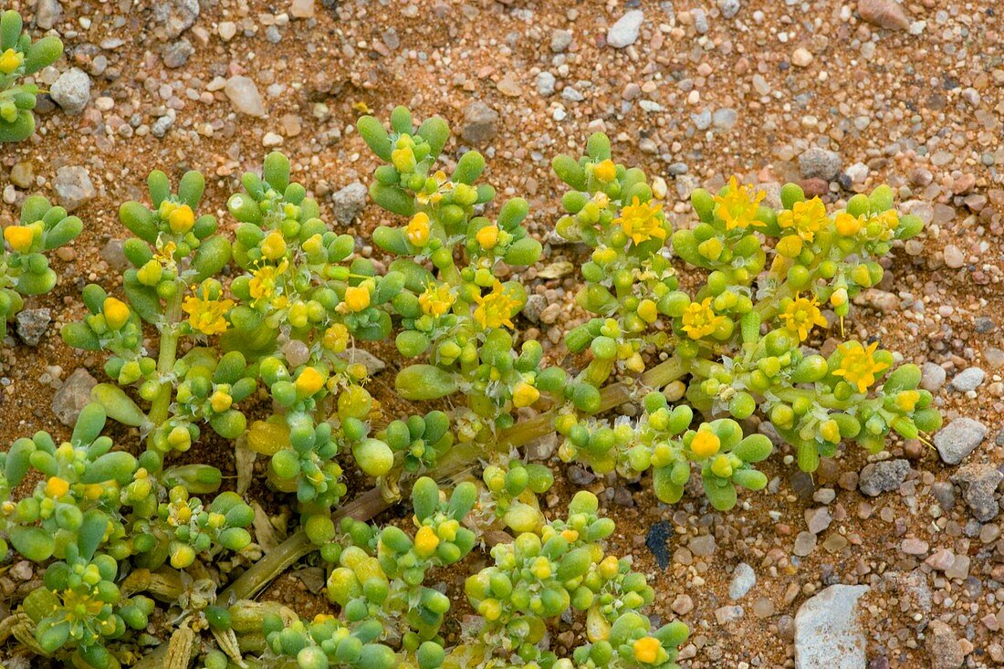 Zygophyllum plant (Zygophyllum simplex)