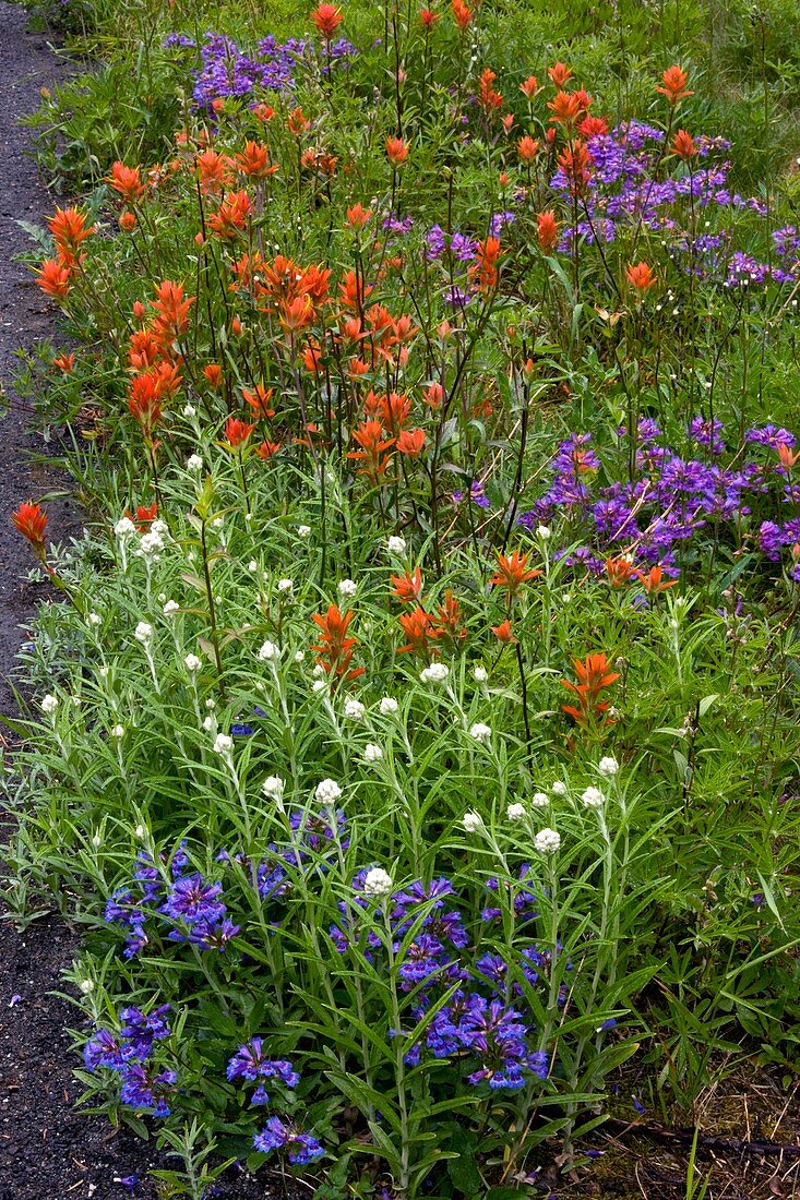 Roadside flowers,Cascade Mountains,USA