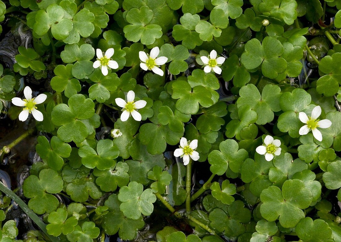 Ranunculus omiophyllus flowers