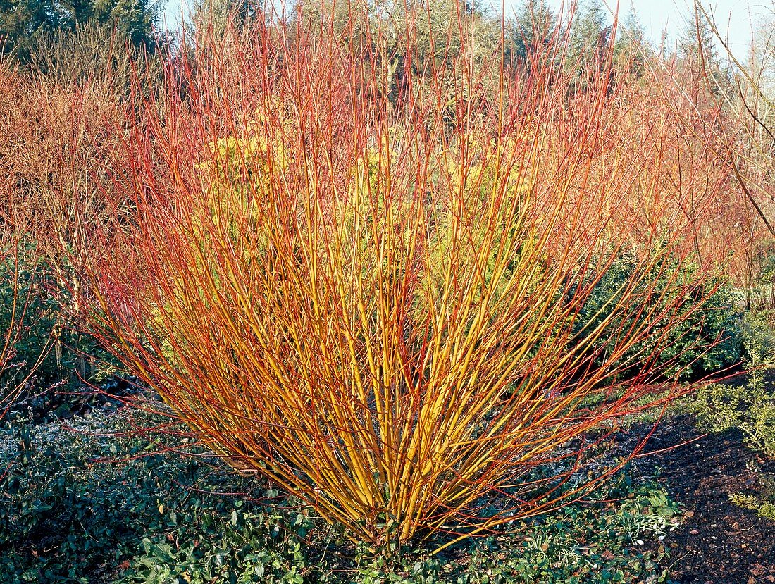 Salix alba var.vitellina 'Britzensis'