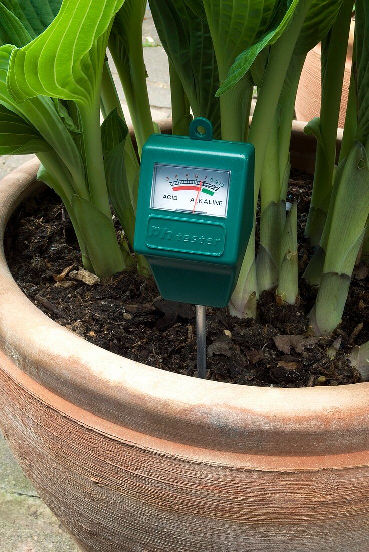 Soil pH meter in a plant pot