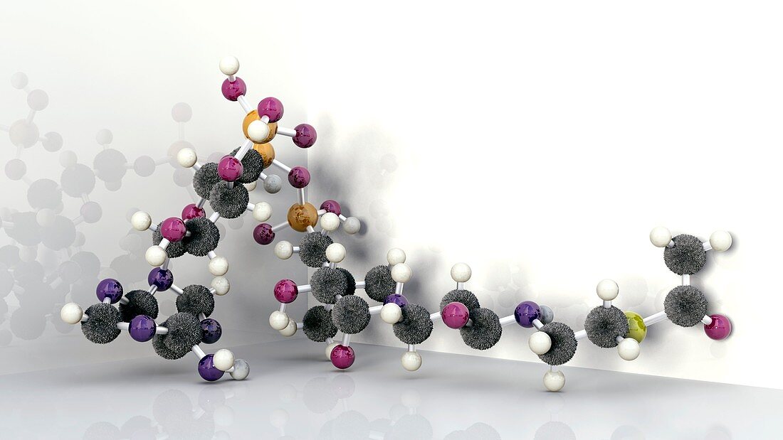 Coenzyme A,molecular model