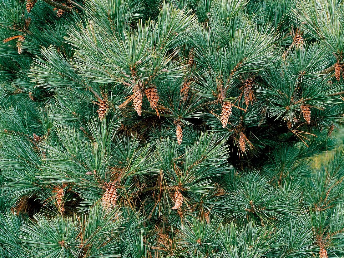 Pinus strobus 'Macopin'