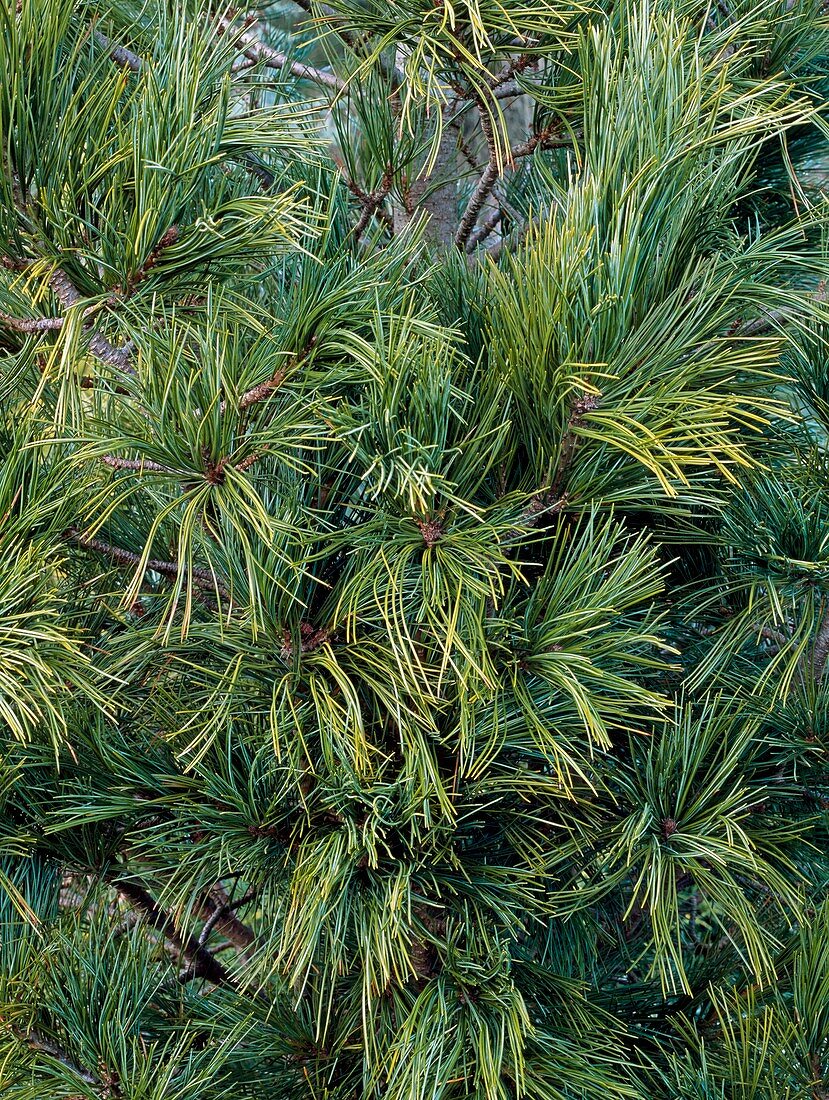 Pinus strobus 'Densa'