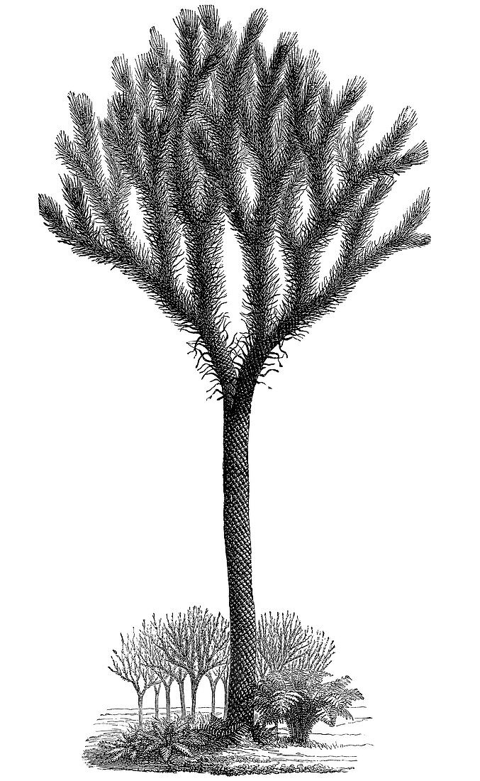 Lepidodendron plant,19th century artwork
