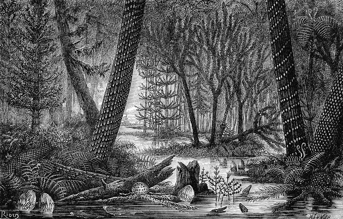 Carboniferous swamp,19th century artwork