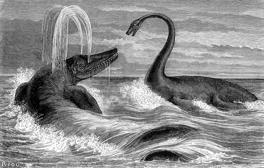 Ichthyosaurus and Plesiosaurus,artwork