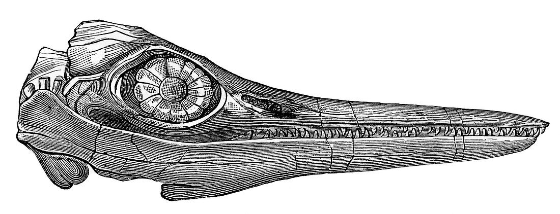 Ichthyosaurus skull,19th century artwork