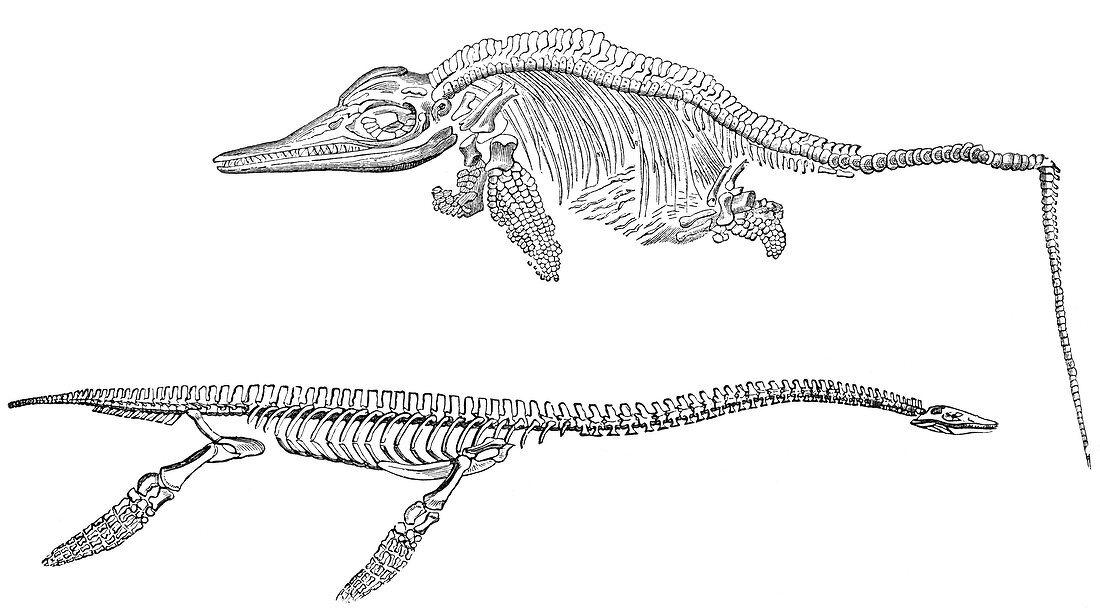 Ichthyosaurus and Plesiosaurus,artwork