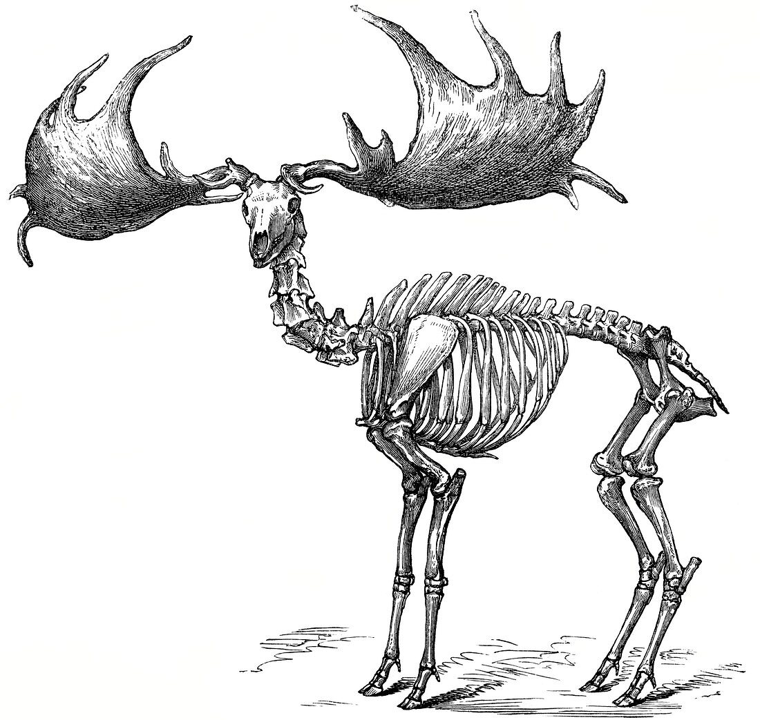 Giant deer,19th century artwork