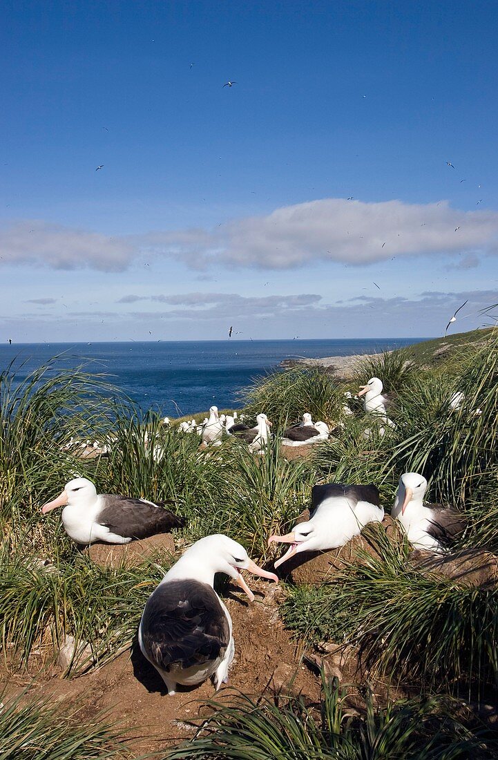 Black-browed albatrosses with their young
