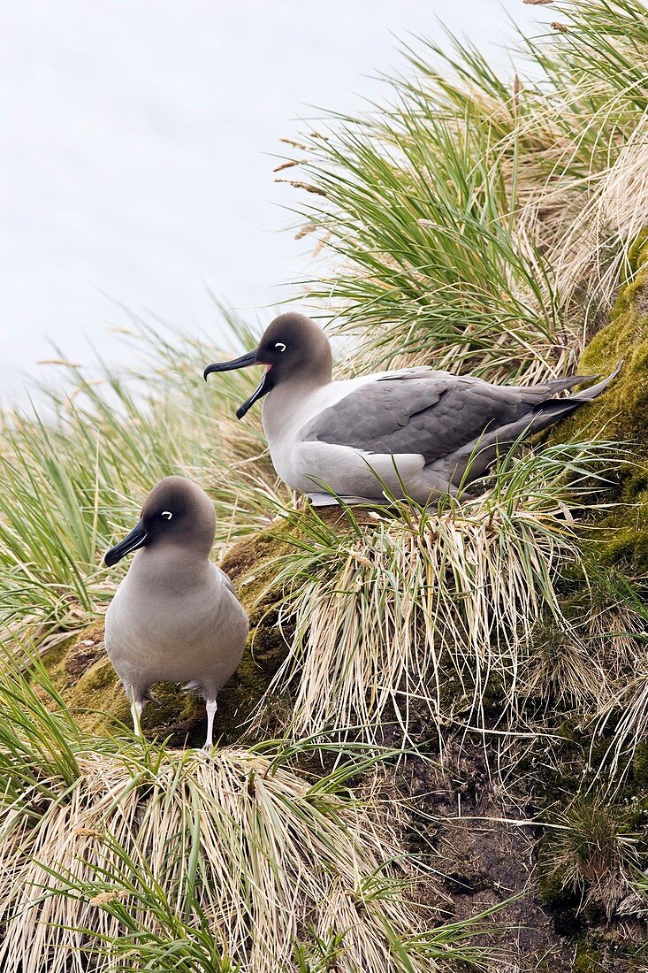 Light-mantled albatrosses