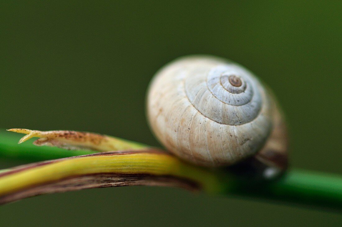 Snail resting on a fennel stem