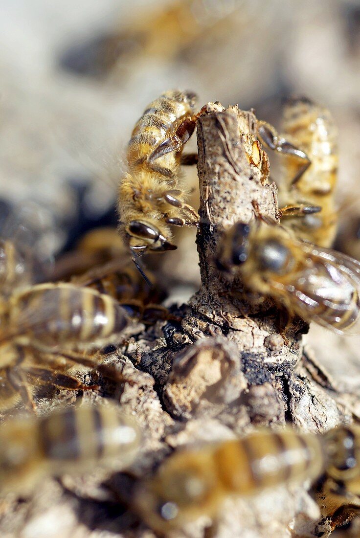 Honey bee behaviour