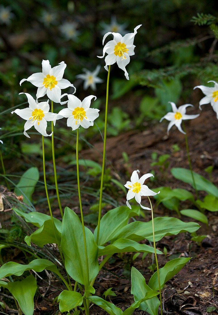 Avalanche lily (Erythronium montanum )