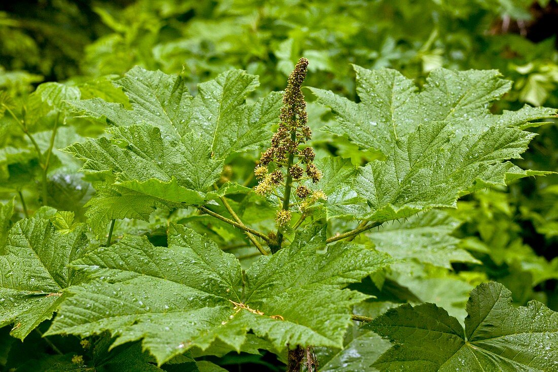 Devil's club (Oplopanax horridus)