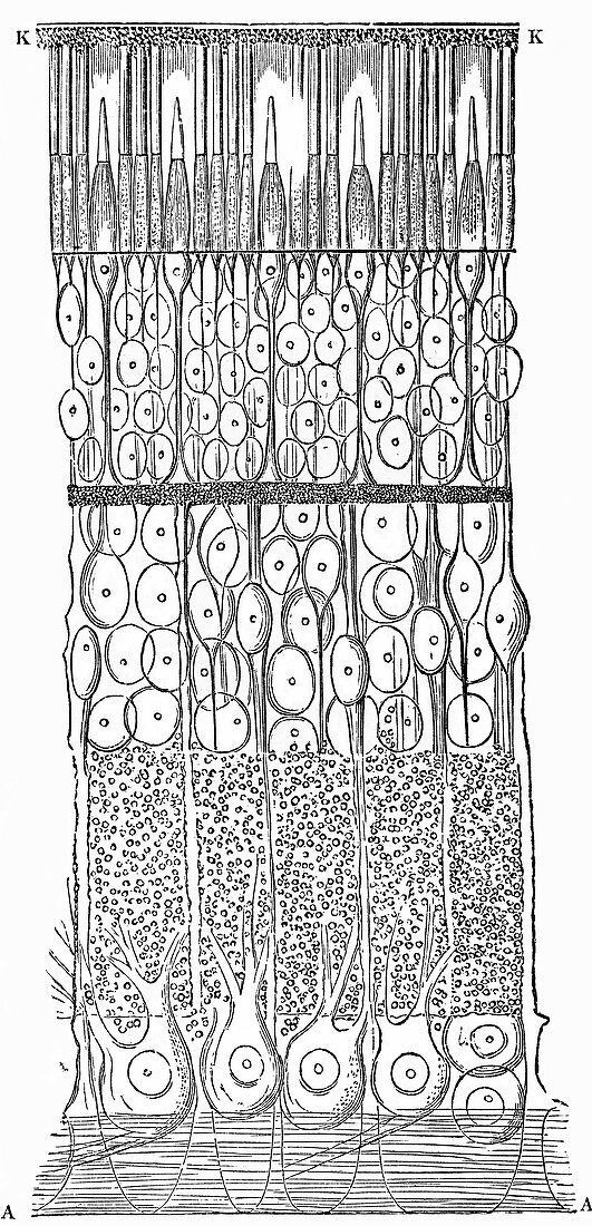 Human retina,19th century artwork