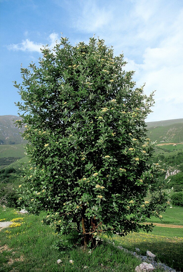 Whitebeam (Sorbus aria)