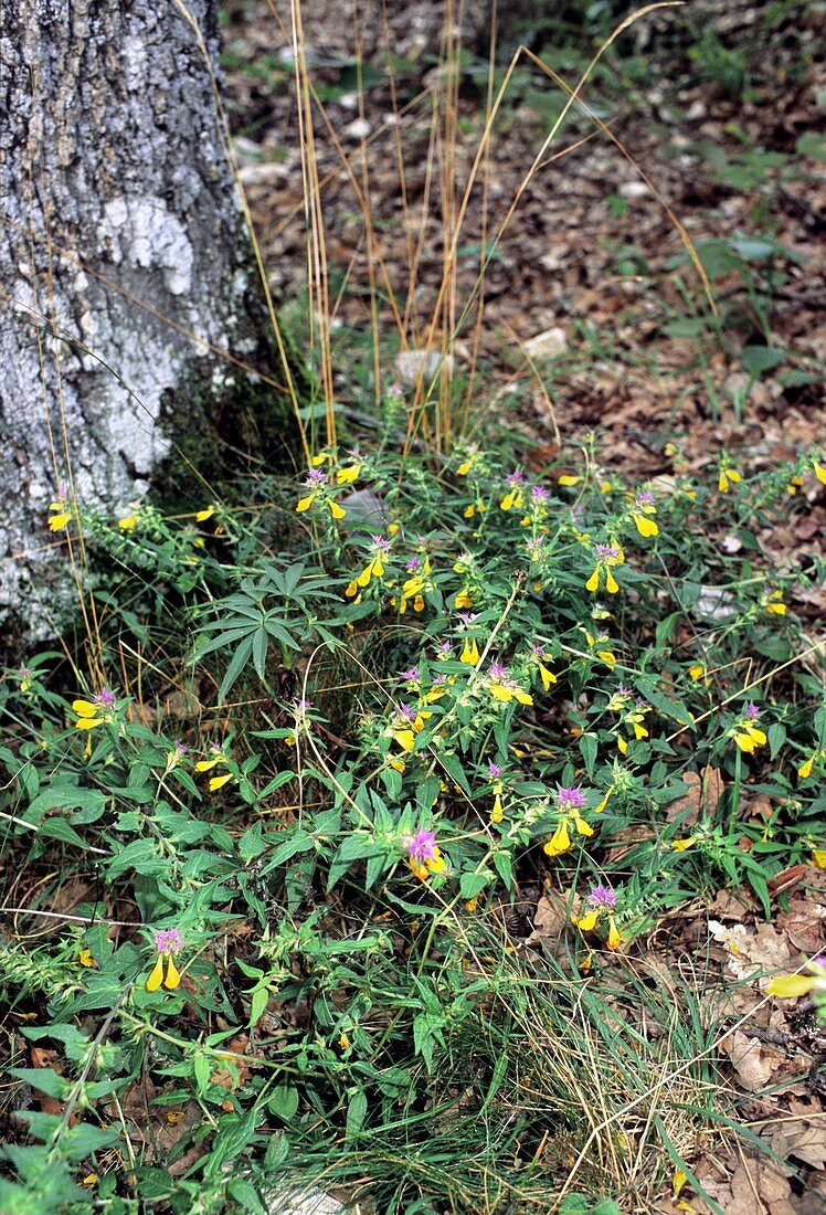 Melampyrum italicum