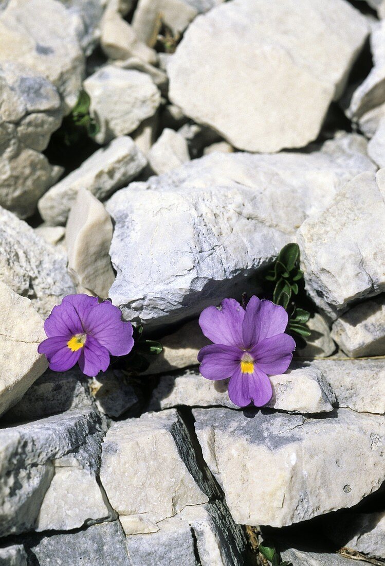 Viola magellensis