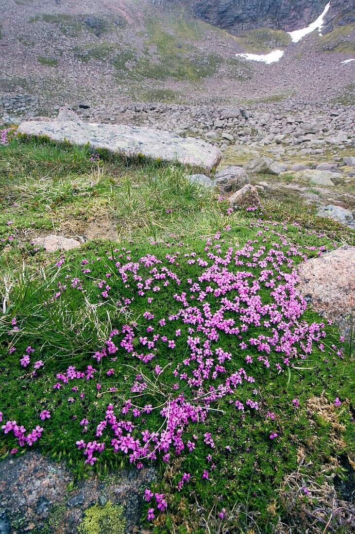 Moss campion (Silene acaulis cenisia)