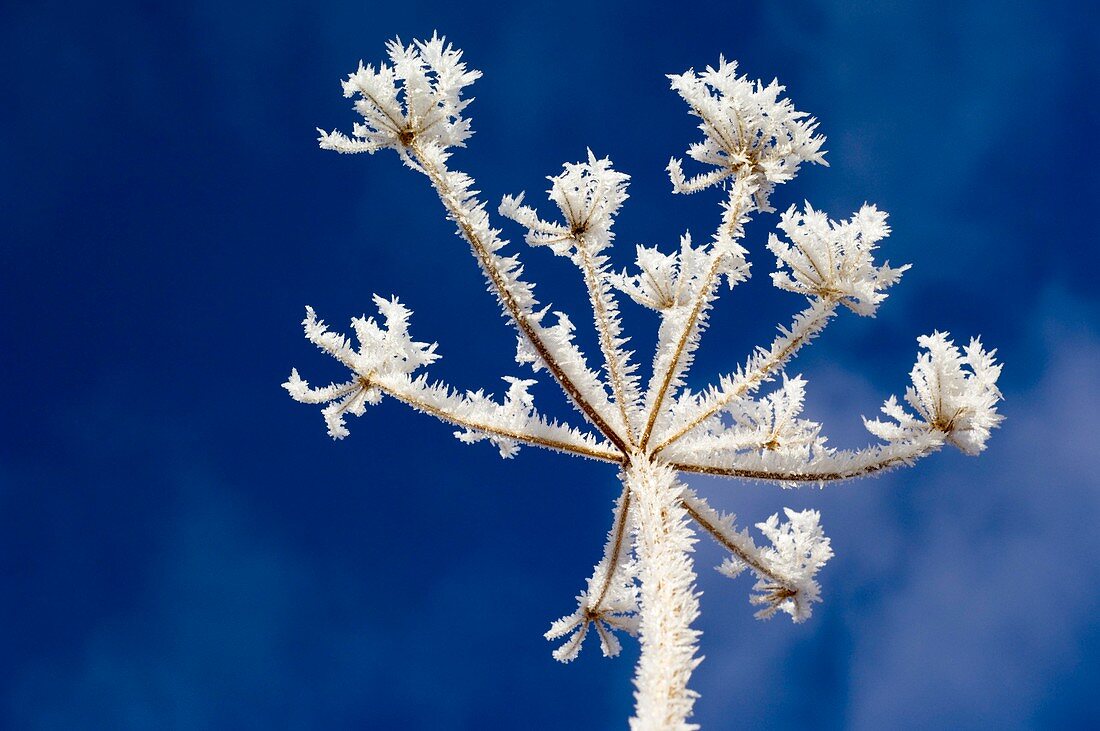 Hogweed (Heracleum sphondylium) in frost