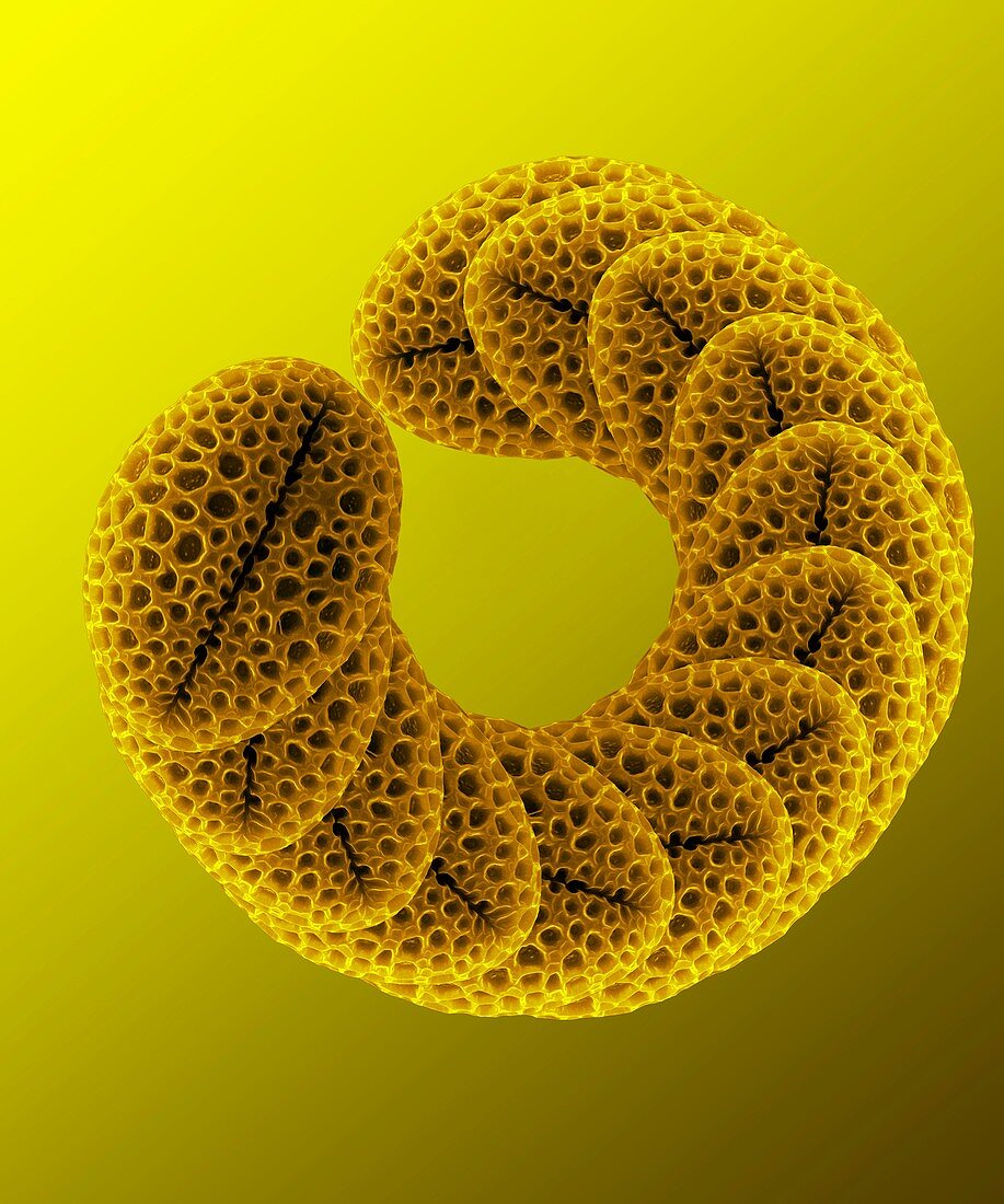 Forsythia pollen grains,SEM