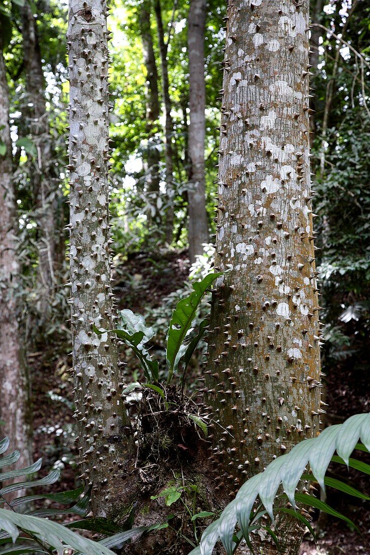 Ceiba trees