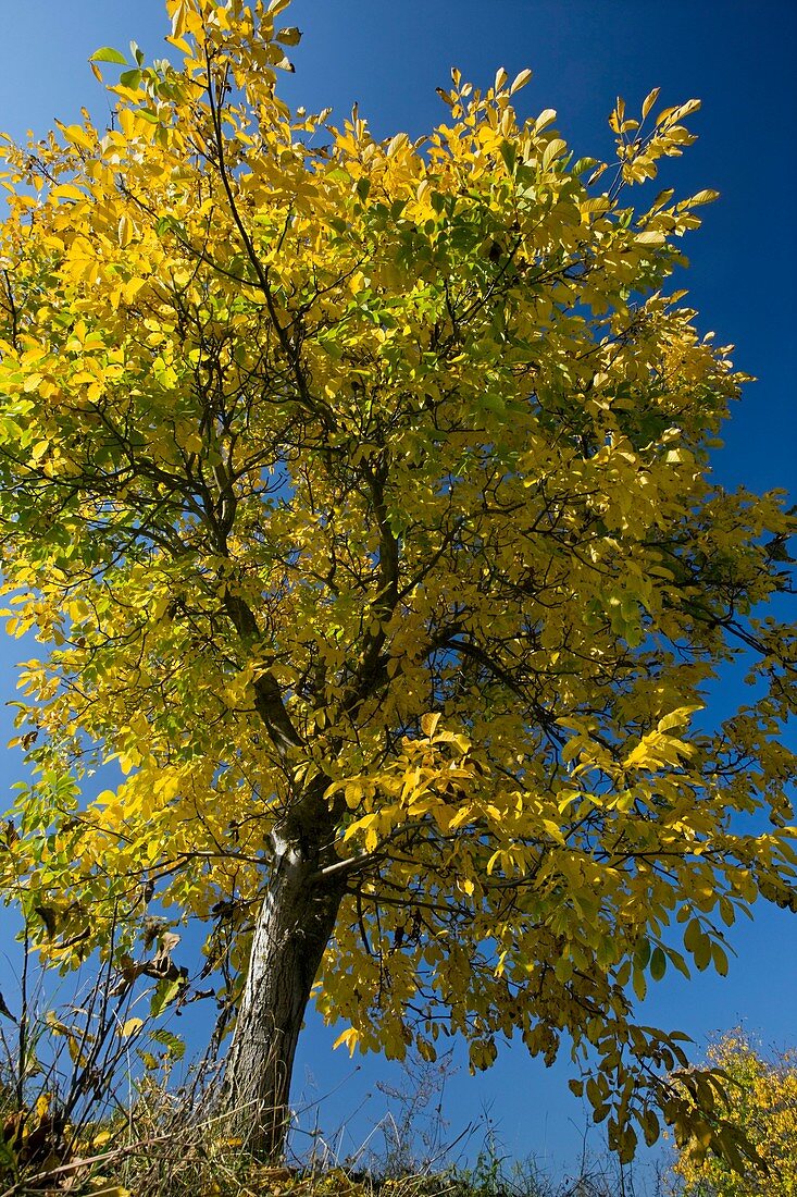 Walnut tree (Juglans regia)