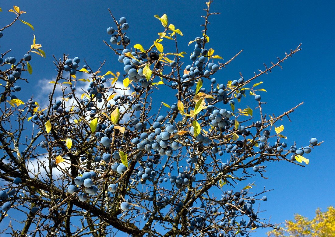 Sloes (Prunus spinosa)