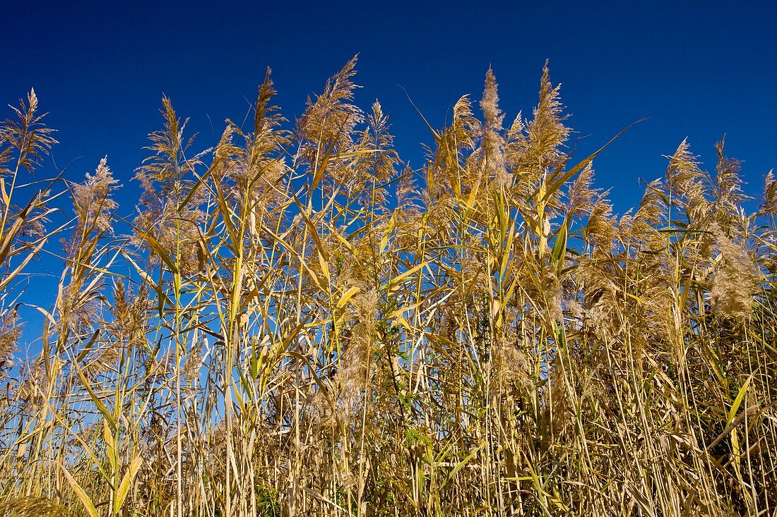 Common Reeds (Phragmites australis)