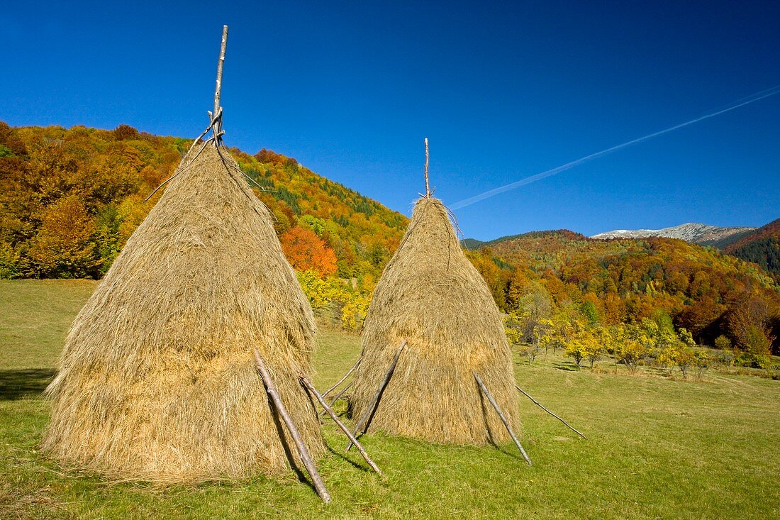 Hay stooks in the Zsil Valley,Romania