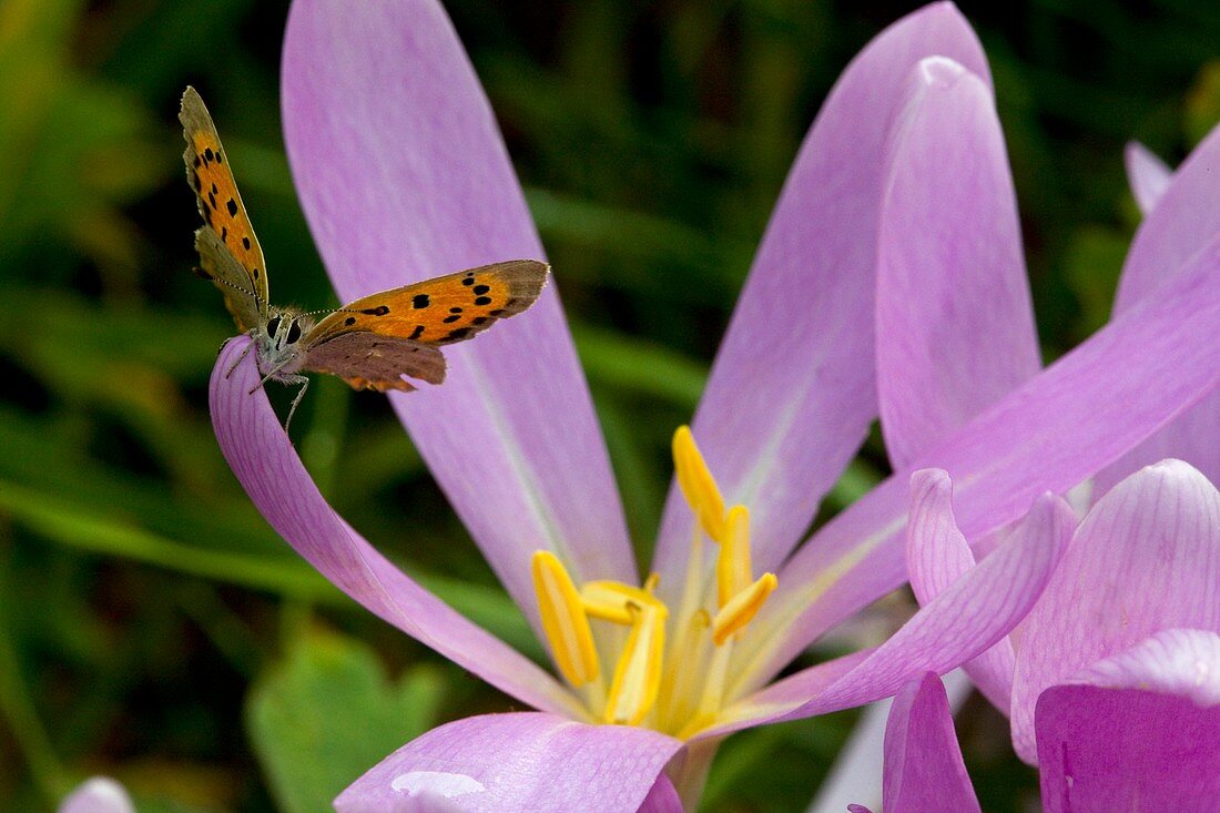 Small Copper Butterfly on flower