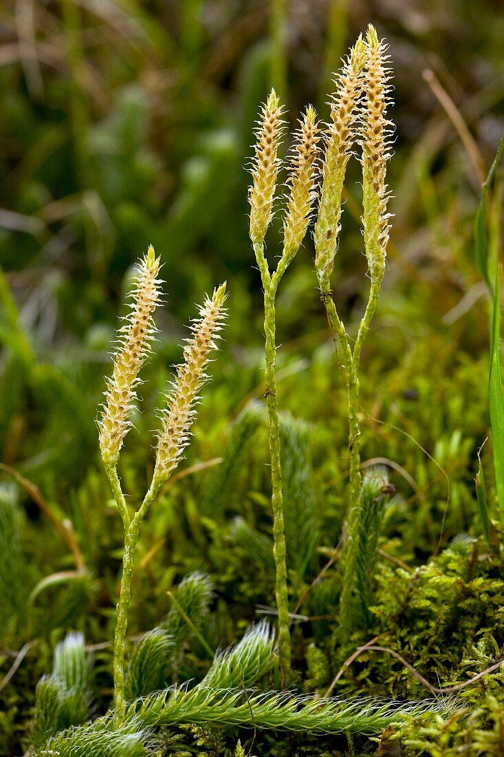 Stag's-horn Clubmoss (Lycopodium)