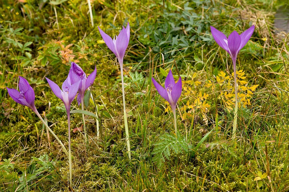 Crocus (Crocus banaticus)