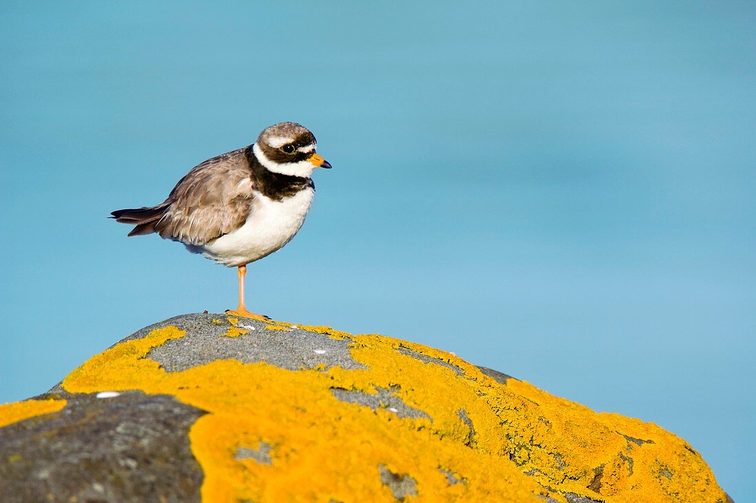 Ringed Plover on a lichen-covered rock