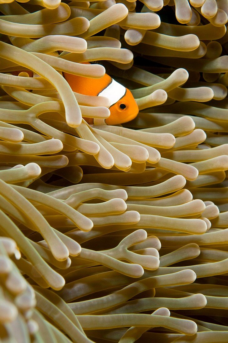 Clownfish in sea anemone