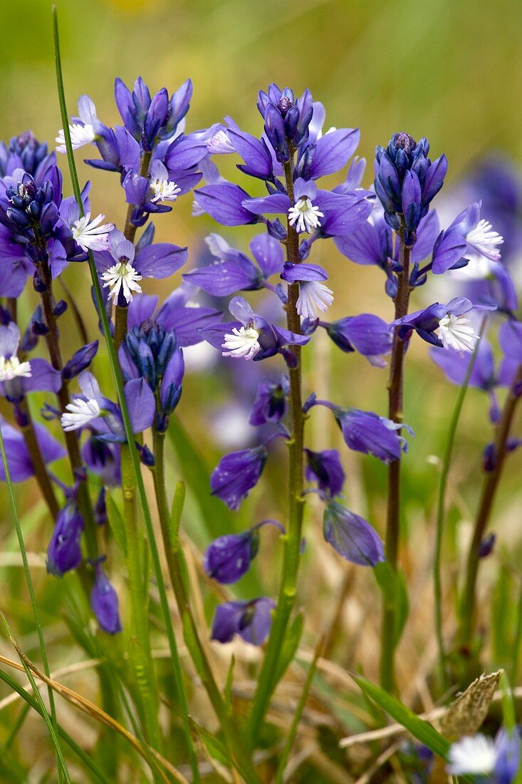 Chalk Milkwort (Polygala calcarea)