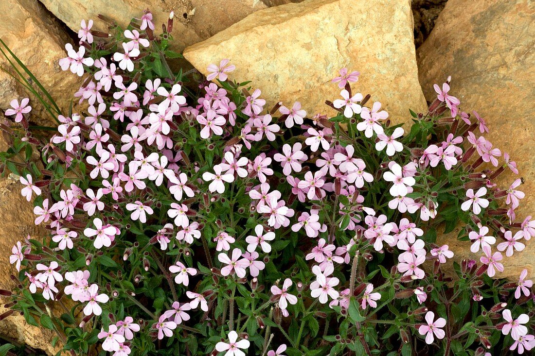 Rock Soapwort (Saponaria ocymoides)