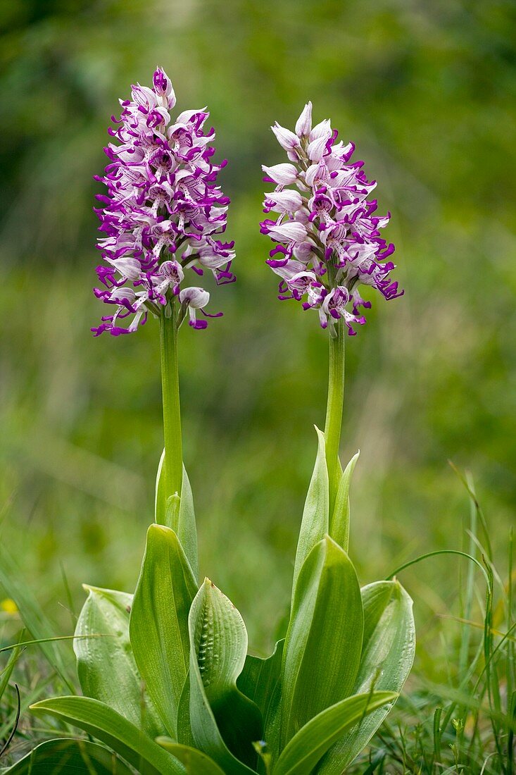 Monkey Orchid (Orchis simia)